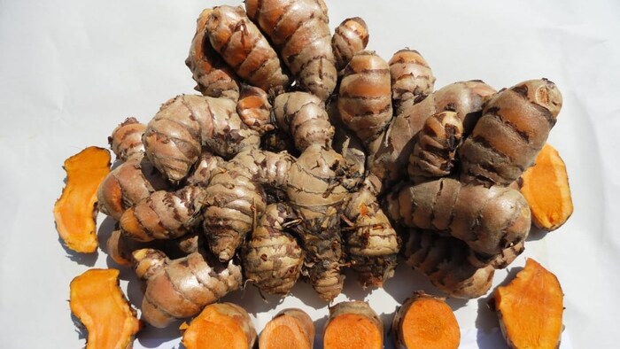 turmeric variety