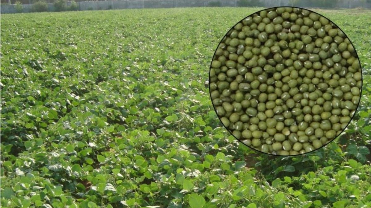 Kharif Moong Sowing Acreage