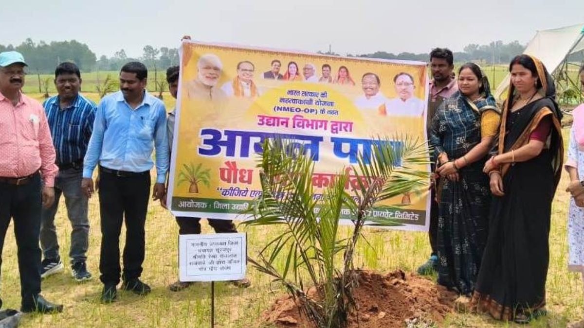Palm Oil Tree Cultivation Surajpur