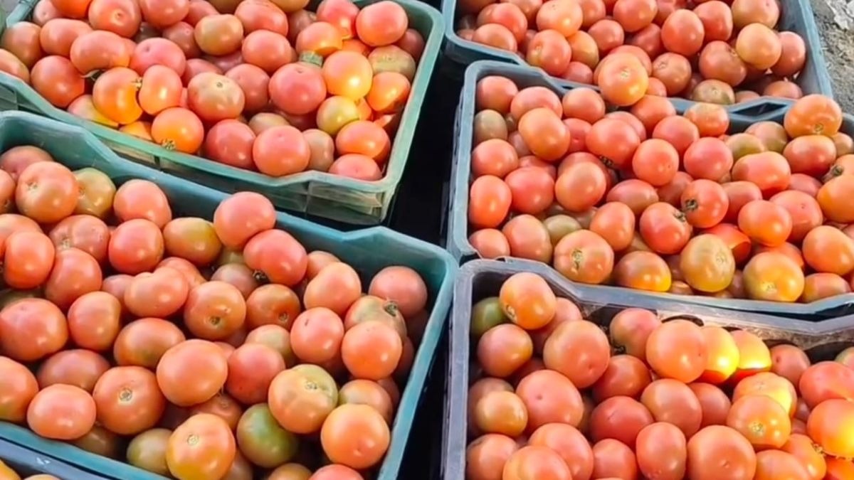 tomato Mandi Rate