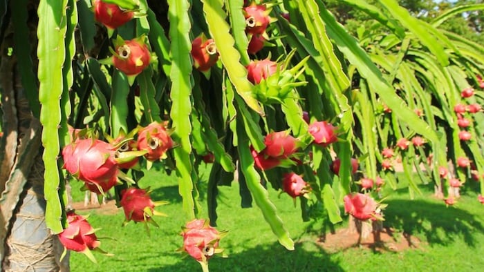 ड्रैगन फ्रूट की खेती