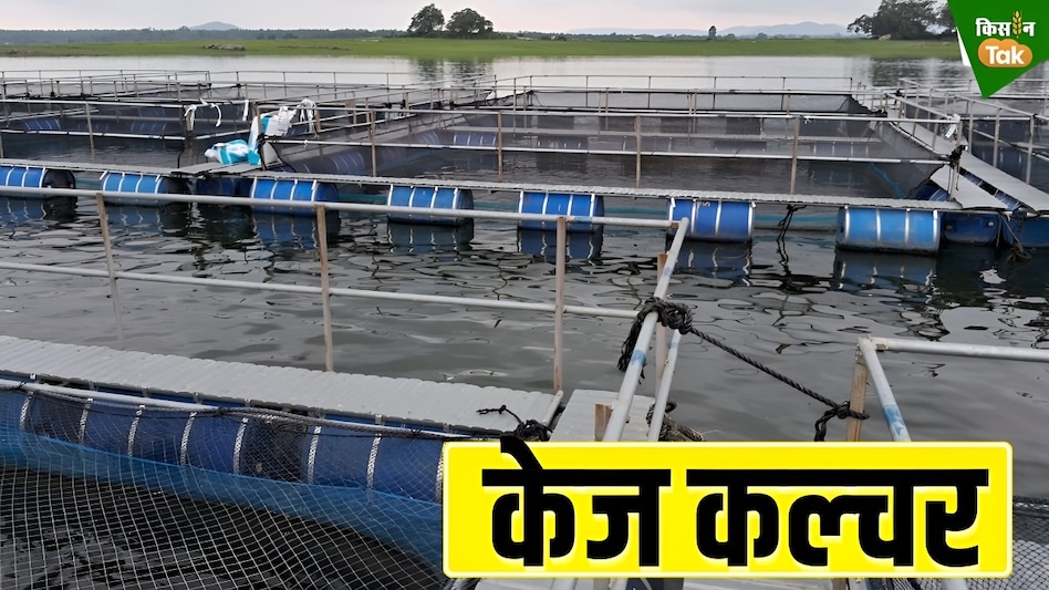 Cage Technology: केज तकनीक से मछली पालन के लिए किस राज्य में कितनी है जगह, पढ़ें डिटेल Cage Technology: केज तकनीक से मछली पालन के लिए किस राज्य में कितनी है जगह, पढ़ें डिटेल