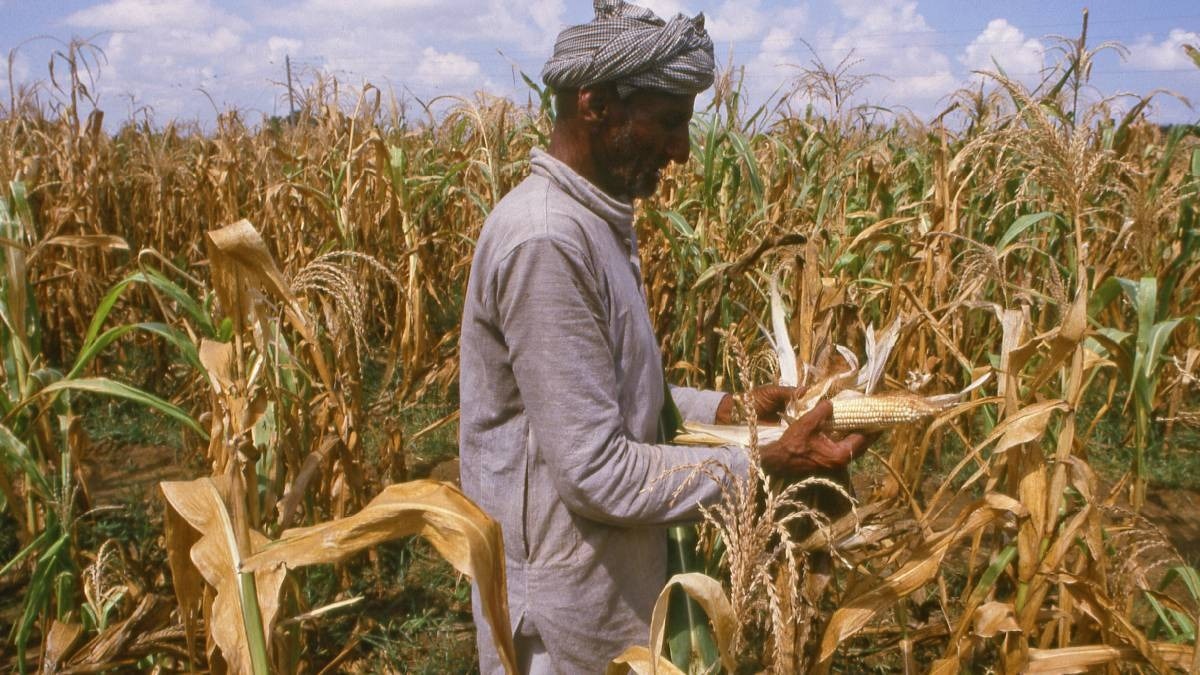 sweet corn farming