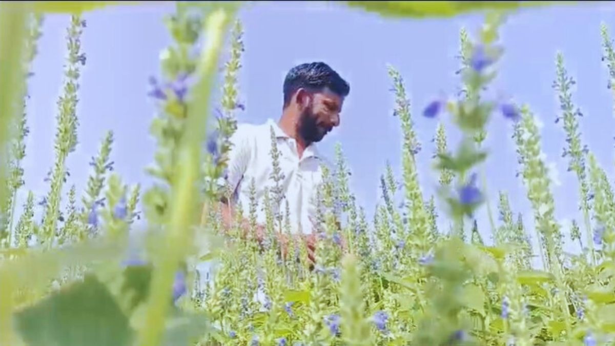 चिया की खेती
