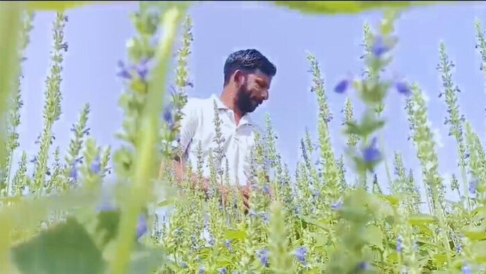 चिया की खेती