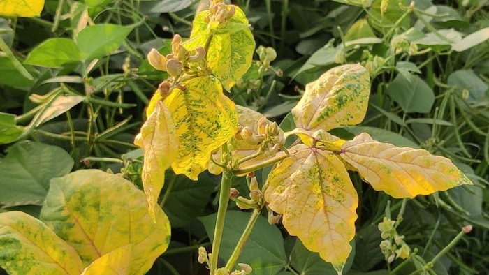 पीला मोजेक रोग