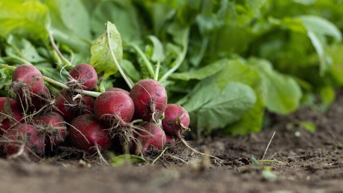 हरियाणा में लॉन्च हुआ एक खास प्रोजेक्ट (प्रतीकात्मक तस्वीर)