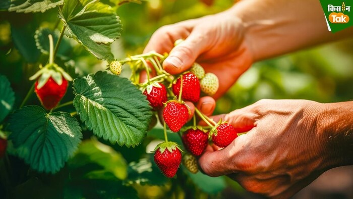 Strawberry Farming Brown Rot Disease Pathogen Detected
