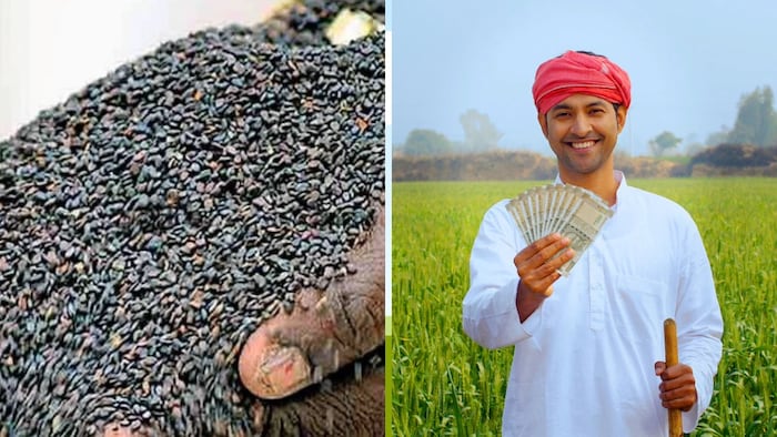 यूपी में लगभग 5 लाख हेक्टेयर में की जाती है तिल की खेती