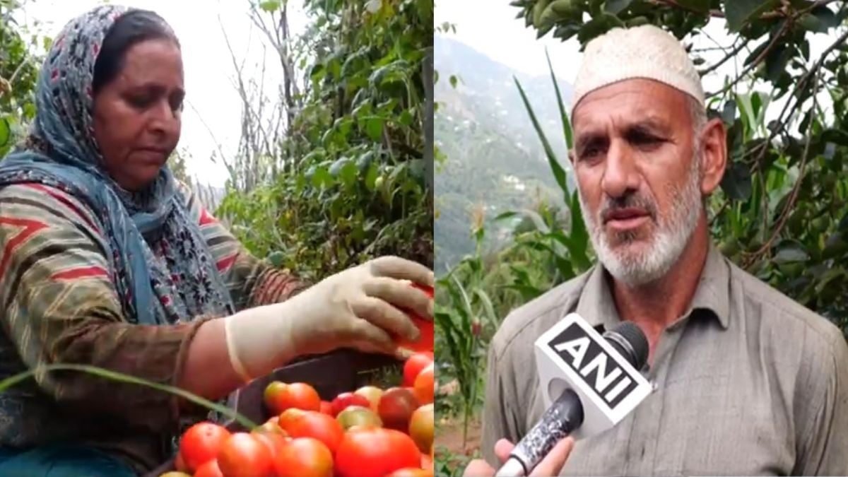 उधमपुर के चेनानी में टमाटर की बंपर पैदावार, रिटायर्ड फौजी की लाखों में हो रही कमाई