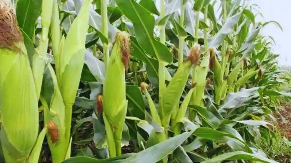 Fall Armyworm: हिमाचल में मक्के की फसल पर फॉल आर्मीवर्म का प्रकोप, तेजी से फैल रहा इनफेक्शन  Fall Armyworm: हिमाचल में मक्के की फसल पर फॉल आर्मीवर्म का प्रकोप, तेजी से फैल रहा इनफेक्शन