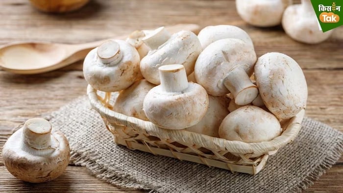 मशरूम की खेती