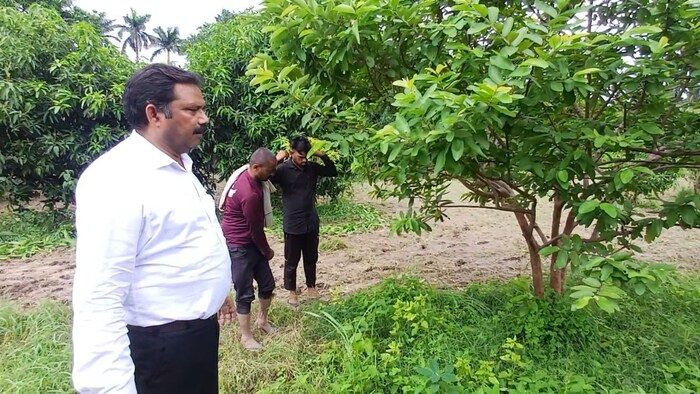 इलाहाबादी अमरूद