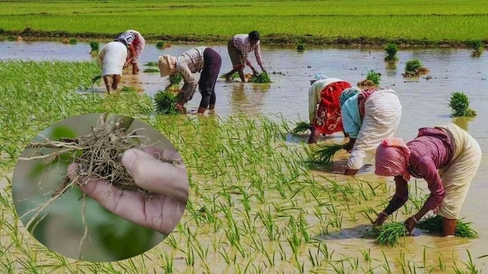 धान में लगने वाले रोग