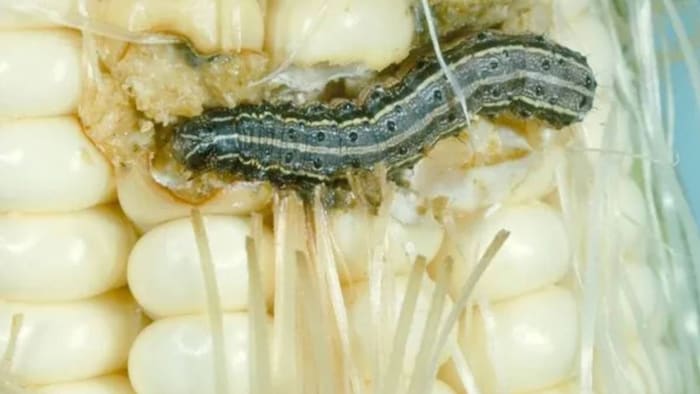 fall armyworm