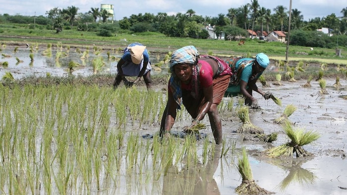 paddy sowing in Bihar