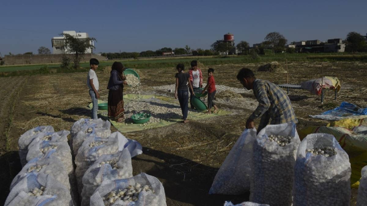 Garlic Price: मंडी में कैसा रहेगा लहसुन का भाव, अभी दाम में गिरावट की बड़ी वजह क्या है?