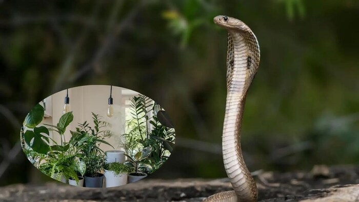 सांपों को घर से दूर भगाएंगे ये पौधे