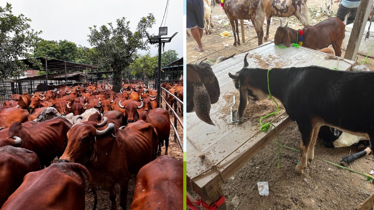  योजना का फोकस ग्रामीण क्षेत्रों के बेरोजगार युवाओं को आत्मनिर्भर बनाना है.