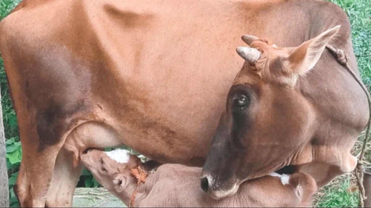 Badri Cow