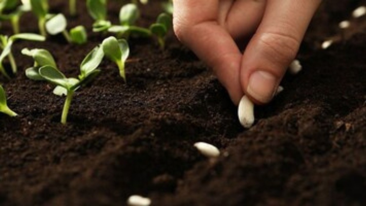 बीज, फसलों के लिए यह सबसे महत्वपूर्ण कृषि निवेश है.