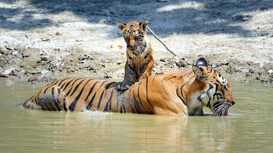 Tiger Day: बिहार में बढ़ रही बाघों की तादाद, कैमूर बनेगा अगला टाइगर हब Tiger Day: बिहार में बढ़ रही बाघों की तादाद, कैमूर बनेगा अगला टाइगर हब