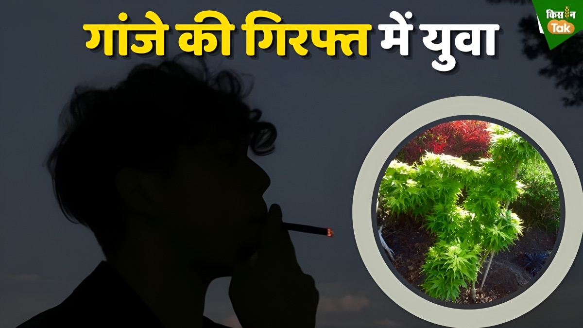 ganja menace