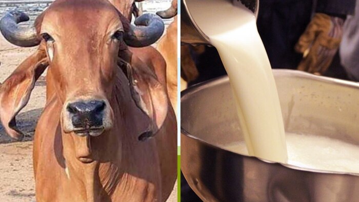 Himachal Decision for milk producers and horticulturists