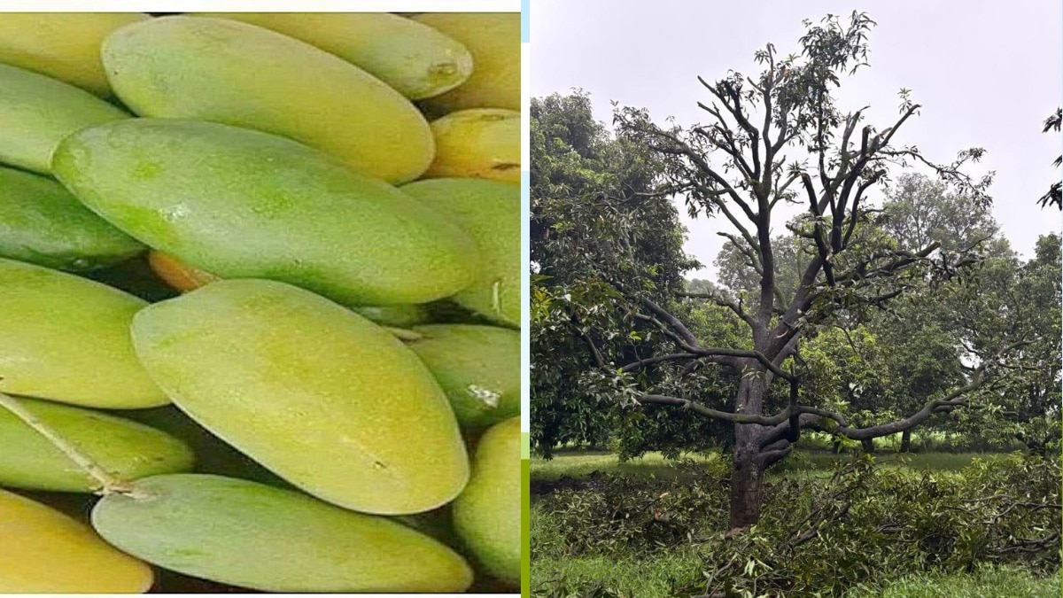 लखनऊ के मलिहाबाद, काकोरी व माल में सबसे ज्यादा दशहरी आम की पैदावार होती है.