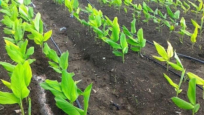 हल्दी की खेती