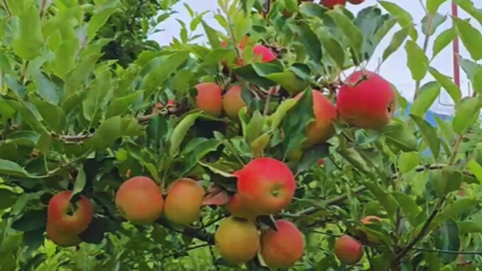 बरसात ने धोए बागवानों के अरमान