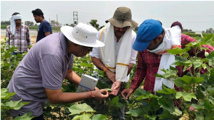 Cotton Crop Green Leafhopper attack