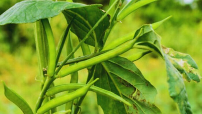 ग्वार की खेती