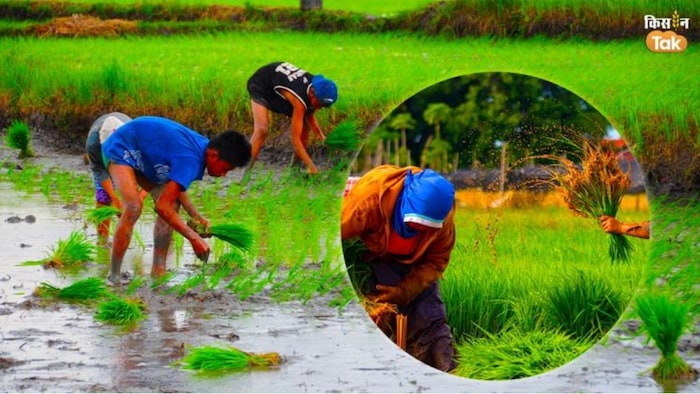 धान की खेती में सिंचाई के टिप्स