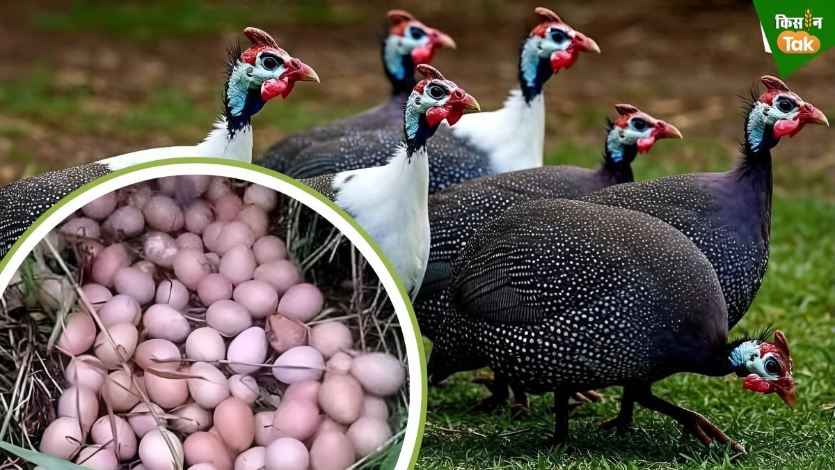 guinea fowl farming