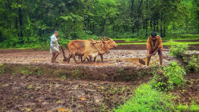 himachal pradesh agriculture