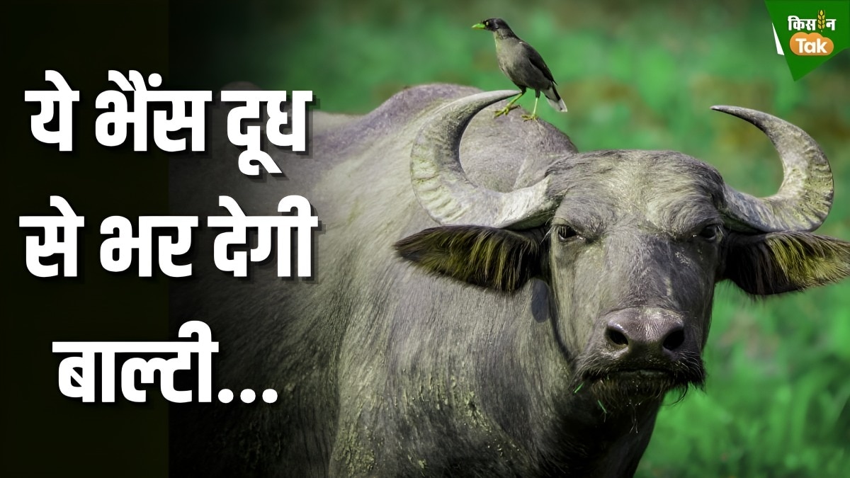 सबसे अधिक दूध देने वाली भैंस
