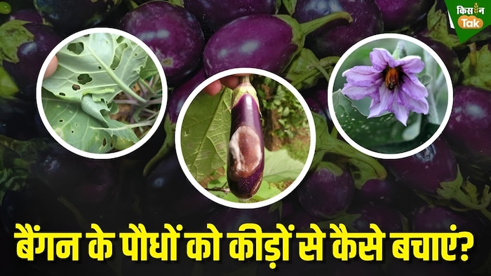 बैंगन के पौधों को कीड़ों से कैसे बचाएं?