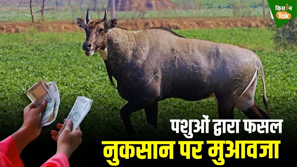 फसल नुकसान पर मुआवजा