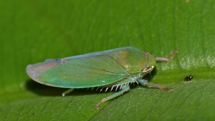 Green Leafhopper