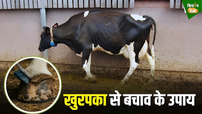 खुरपका रोग से बचाव के उपाय