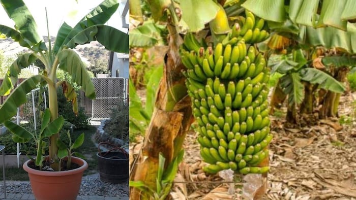 कैले का पौधा