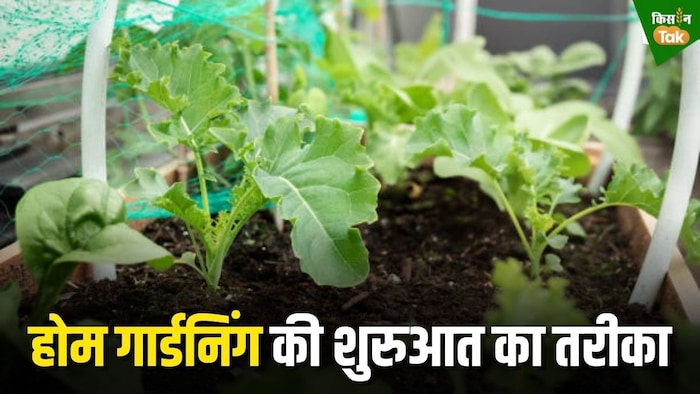 होम गार्डनिंग की शुरुआत का तरीका