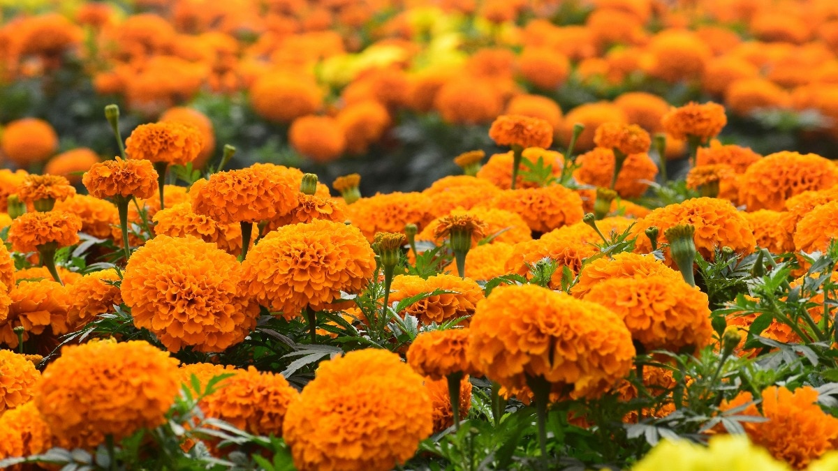 Flower farming
