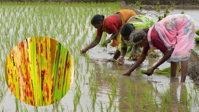 धान की फसल मे कीट और रोग