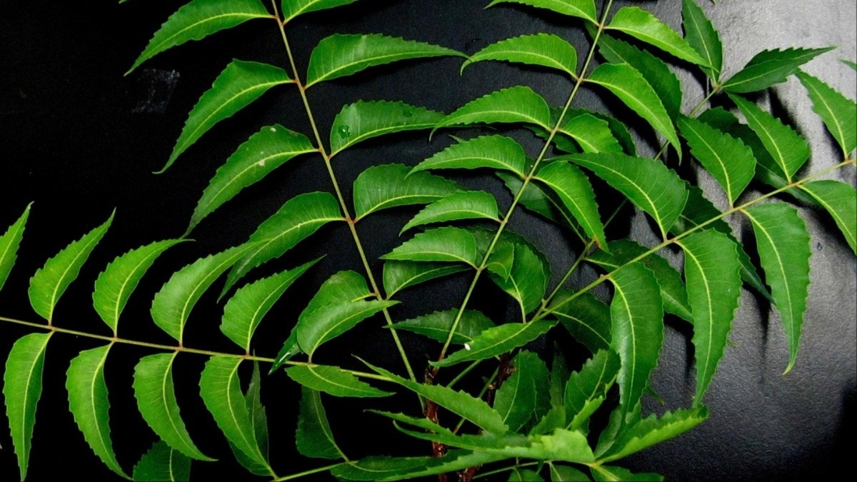 Neem Benefits Ways to Protect Your Skin and Hair This Monsoon