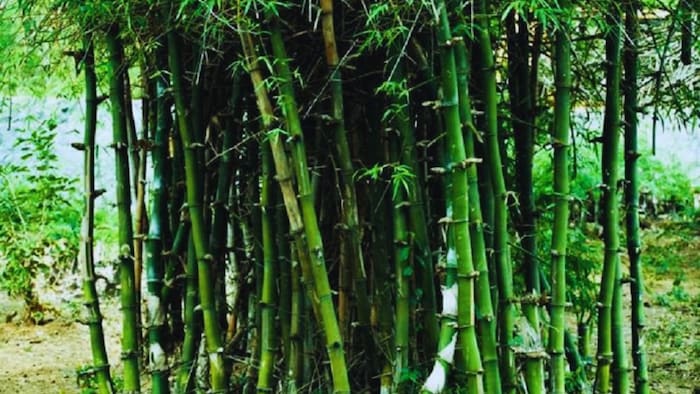 DoNER Ministry explores opportunities for bamboo supply in domestic and overseas markets (Representative image)
