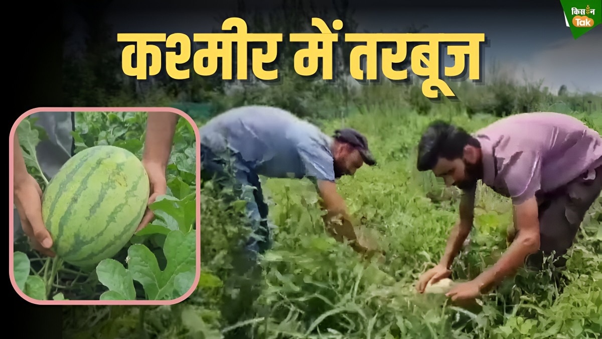 watermelon farming
