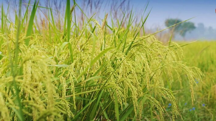 धान की खेती