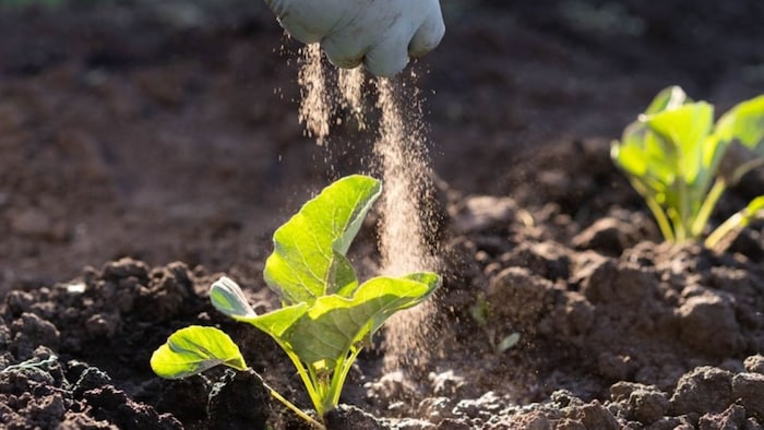 पौधों में जरूर डालें ये फ्री की खाद